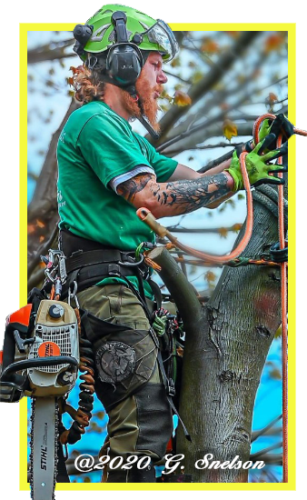 Professional Tree company in Ridgeley West Virginia
